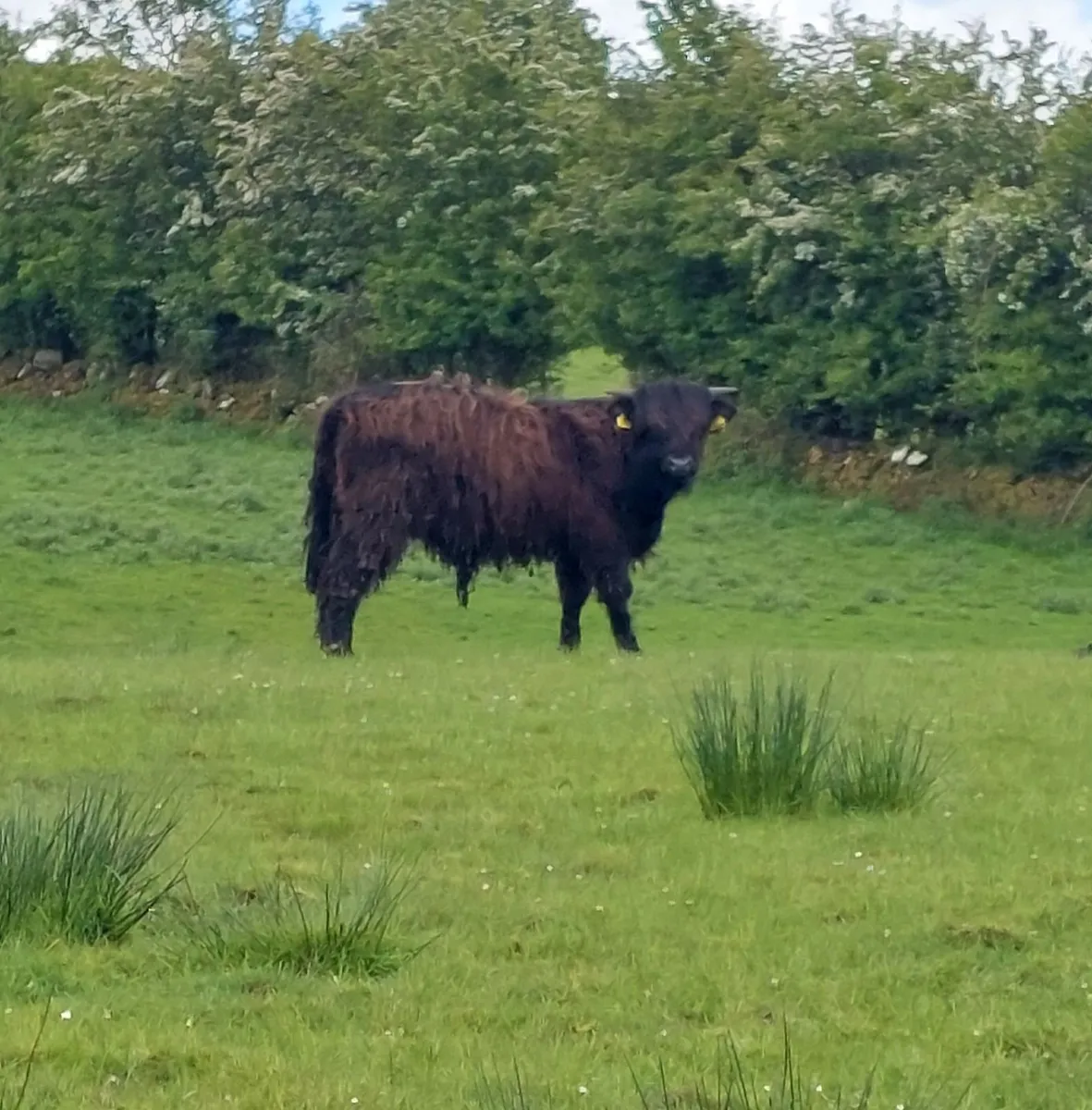 Highland bull calf - Image 3
