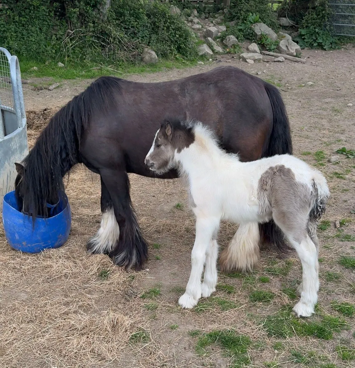 Little mare