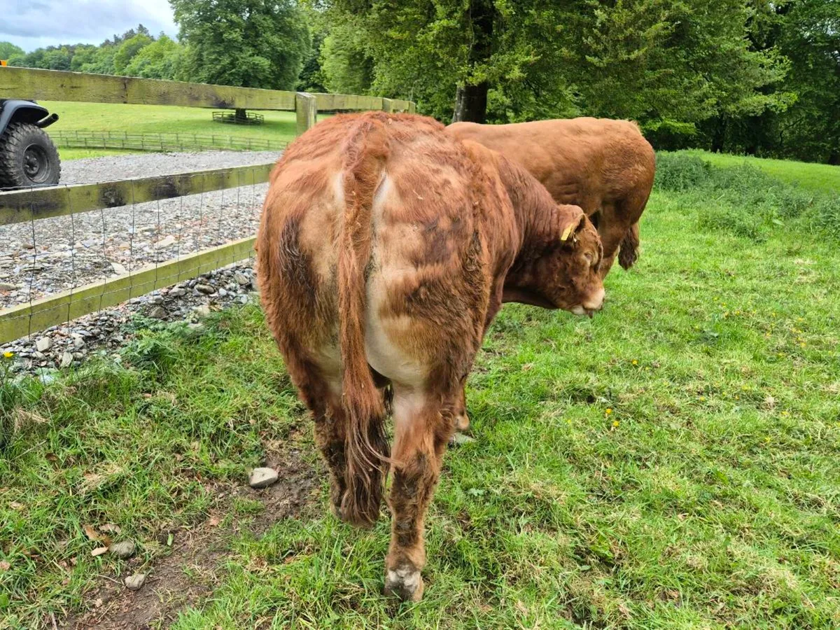 Limousin bulls - Image 2