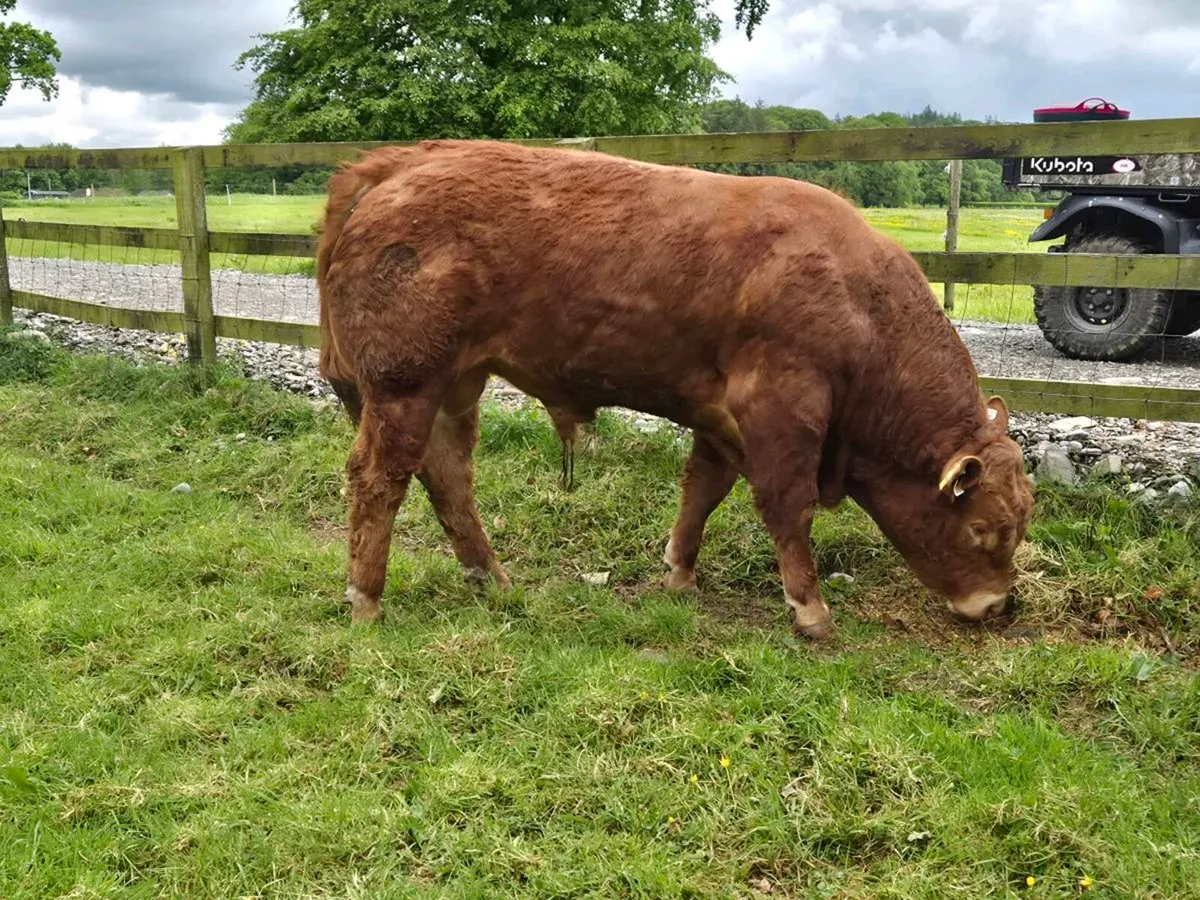 Limousin bulls - Image 3