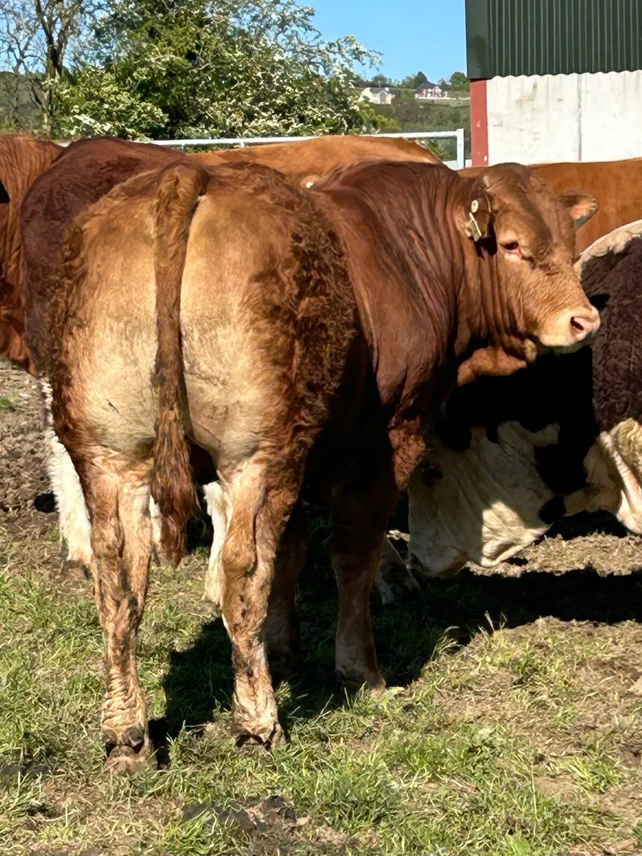 Limousin Bulls - Image 1