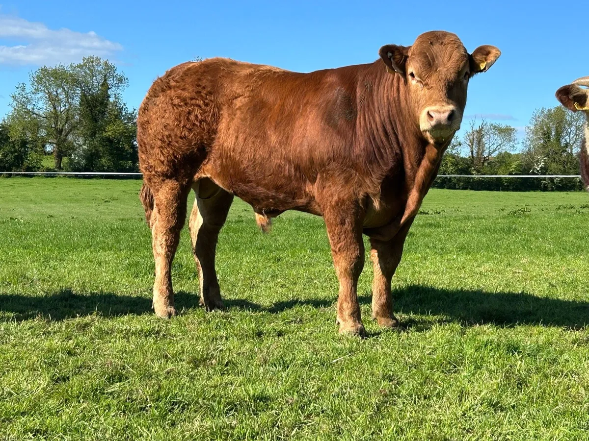 Limousin Bulls - Image 2
