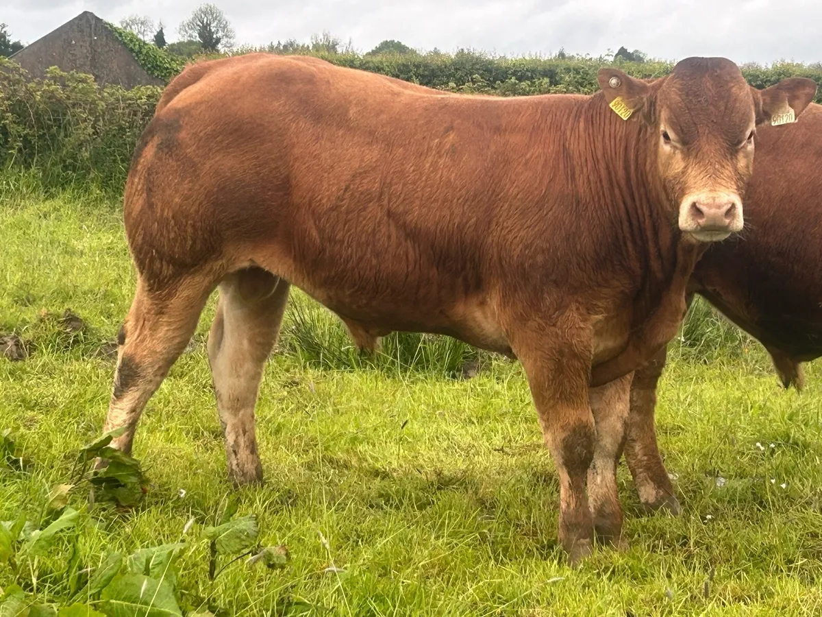 Limousin Bulls - Image 3