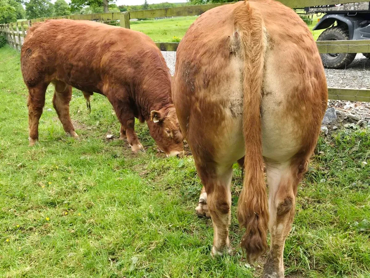 Limousin bulls - Image 1