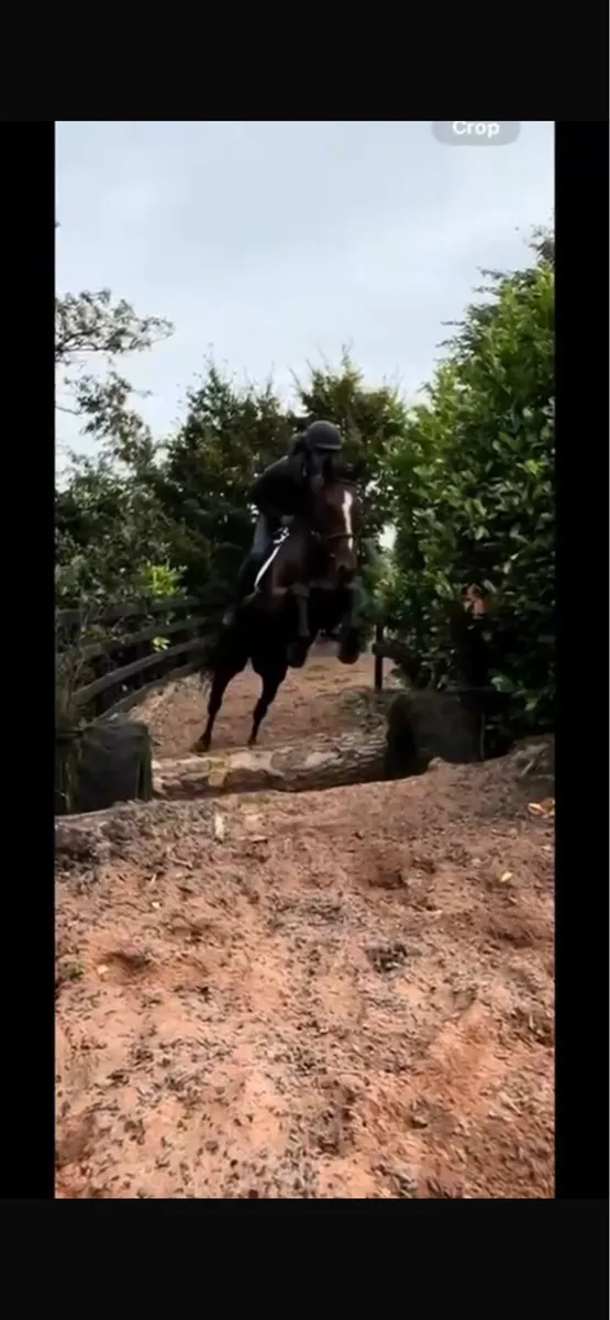 5 Year old mare - Image 3