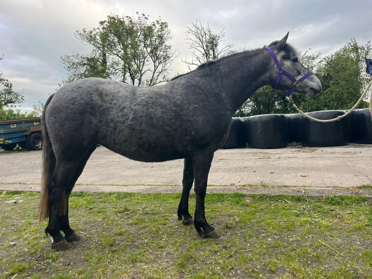connamara pony - Image 2