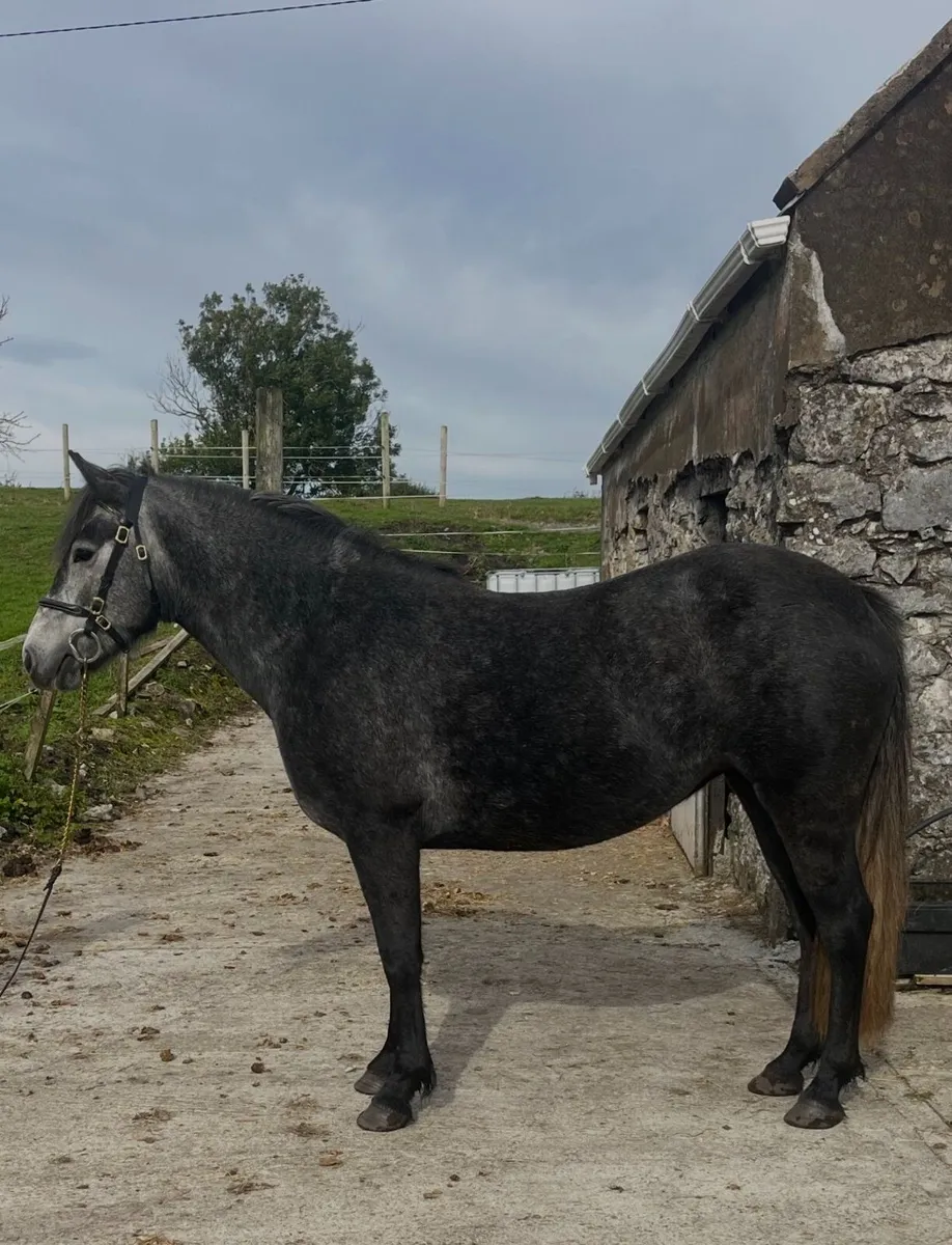 connamara pony - Image 4