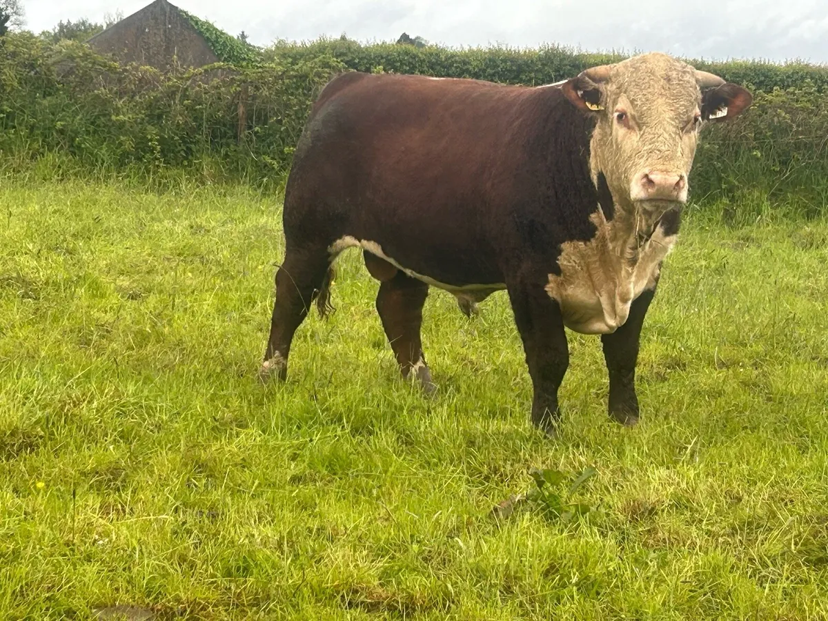 Hereford bulls - Image 1