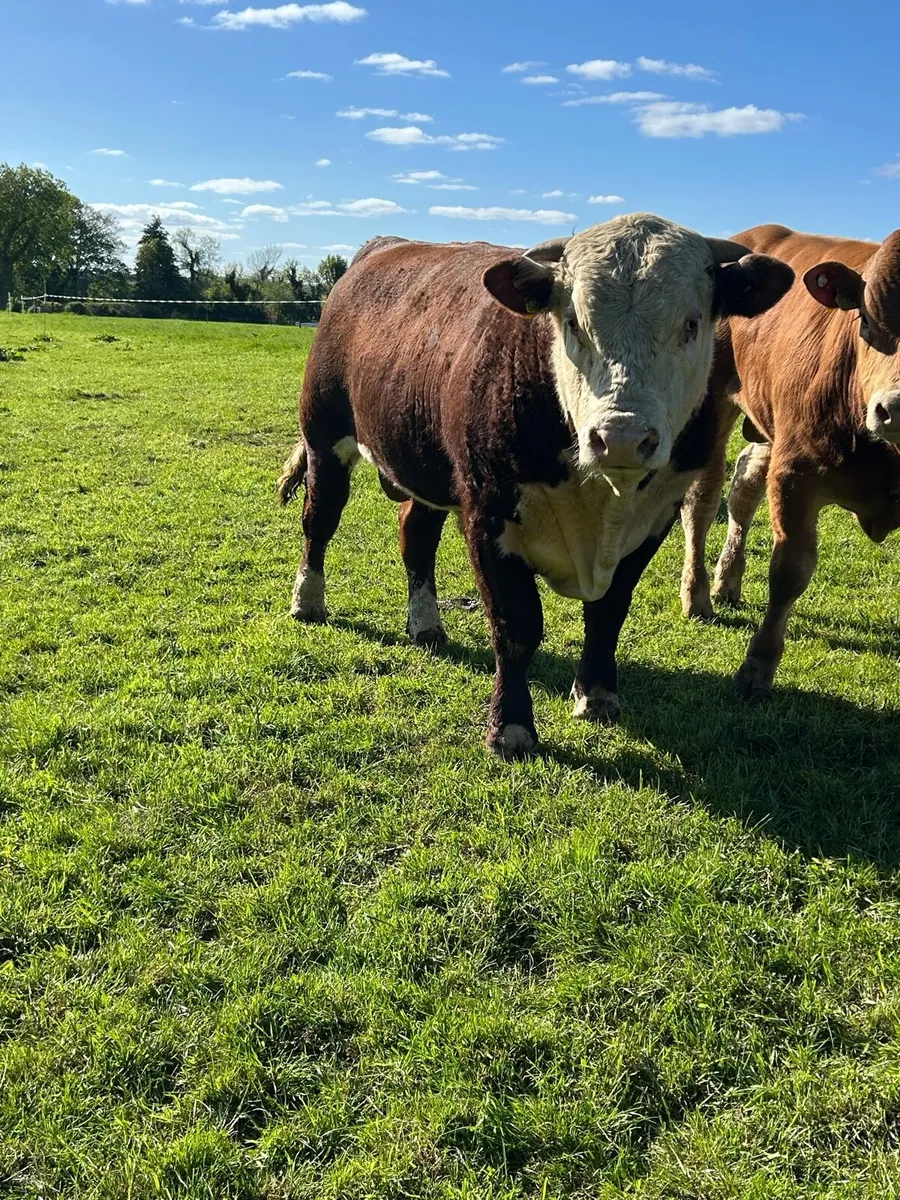 Hereford bulls - Image 2