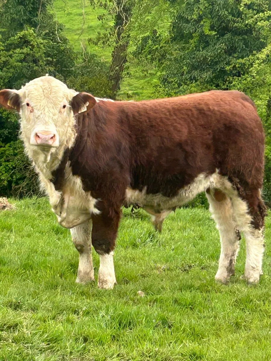 Hereford bulls - Image 3
