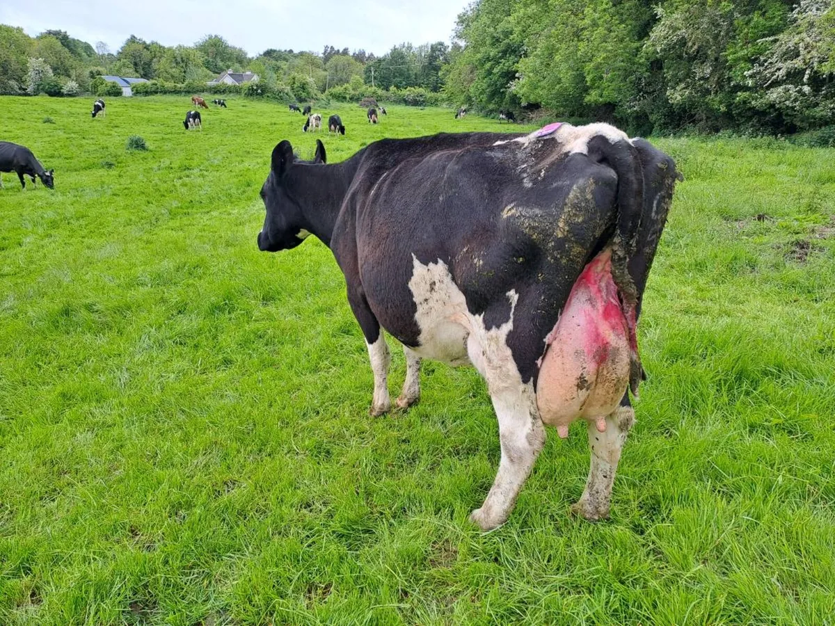 High Cell Count cows - Image 2