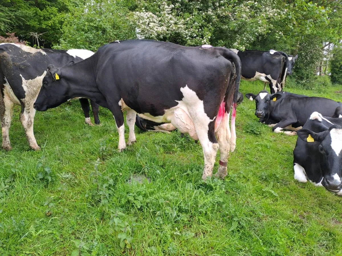 High Cell Count cows - Image 3