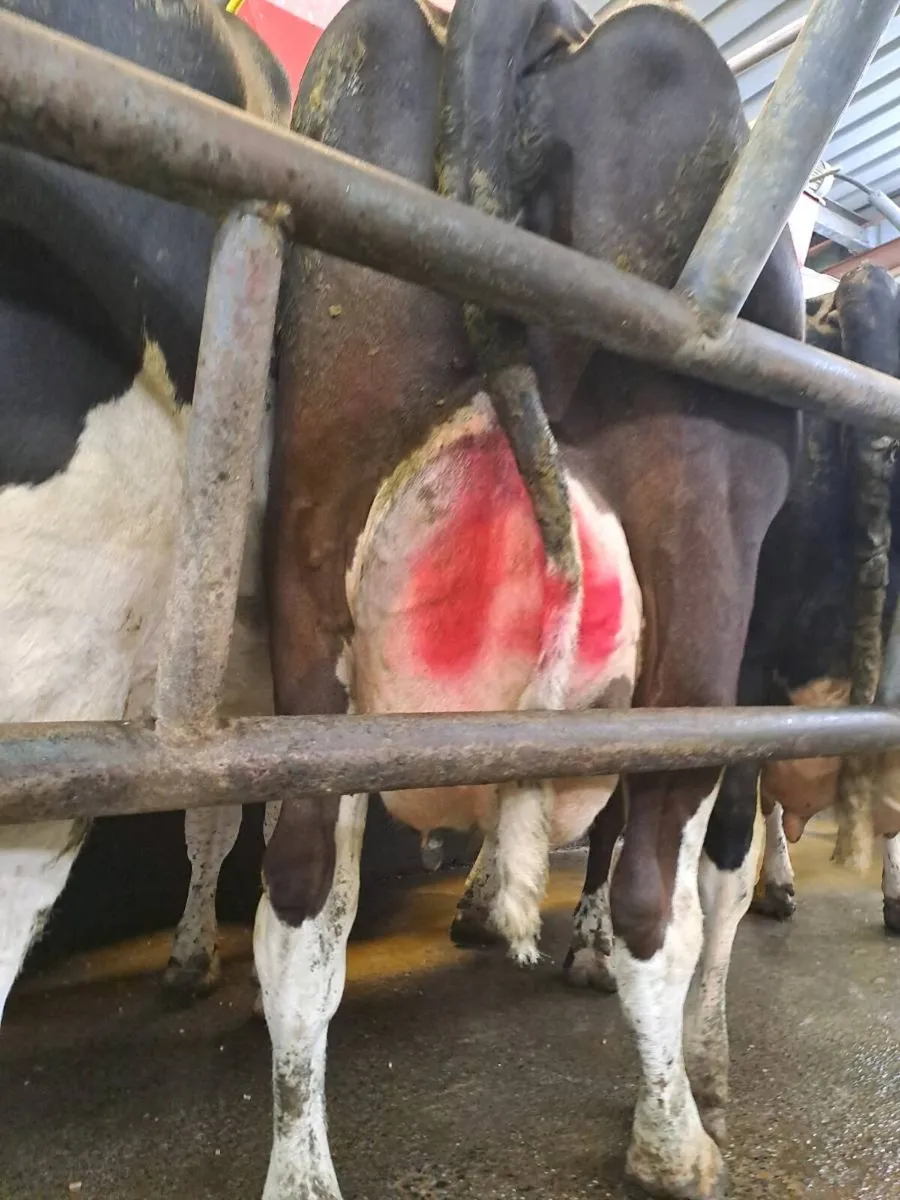 High Cell Count cows - Image 4