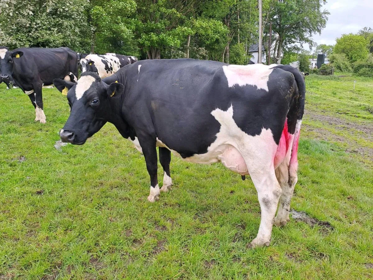 High Cell Count cows - Image 1