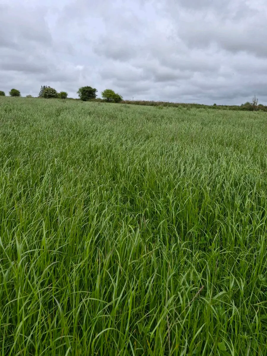 Grass silage - Image 1