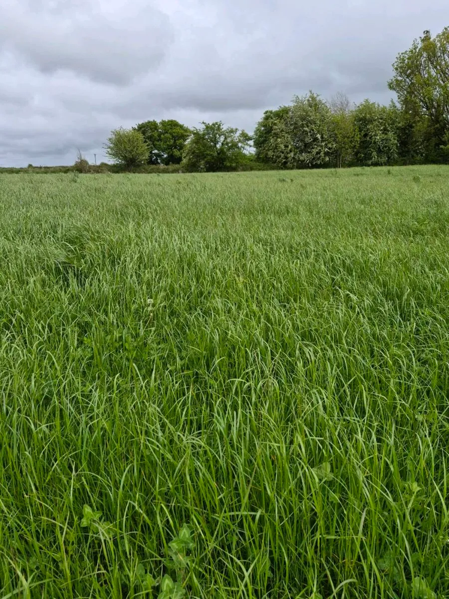 Grass silage - Image 2