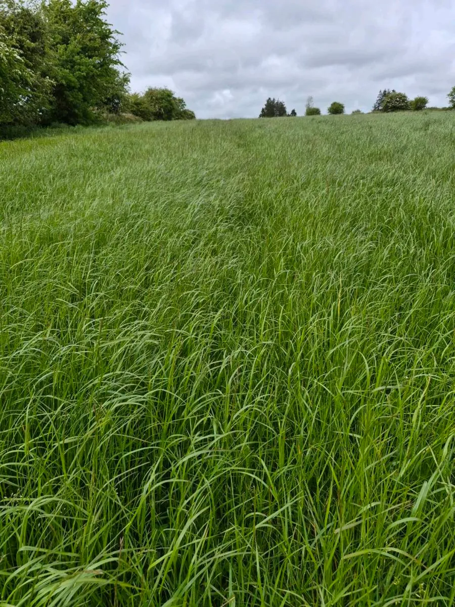 Grass silage - Image 3