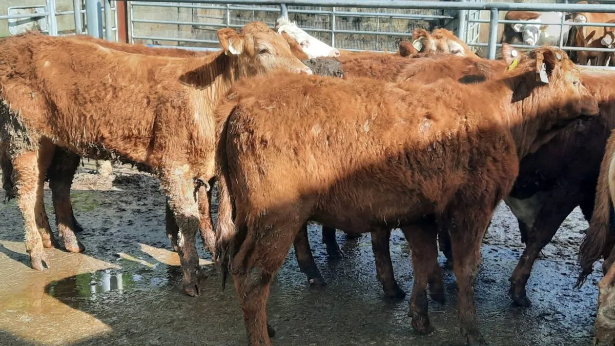 14 Suckler Bred Heifers - Image 2
