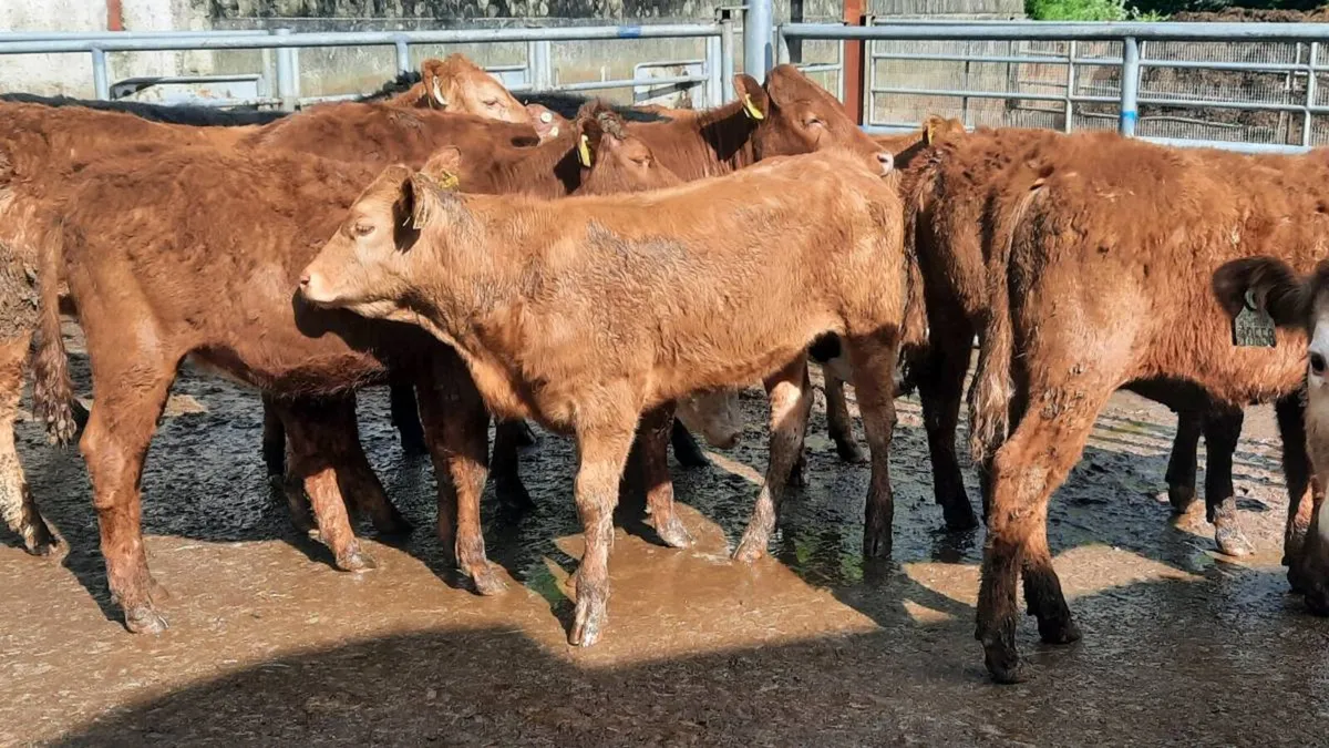 14 Suckler Bred Heifers - Image 4