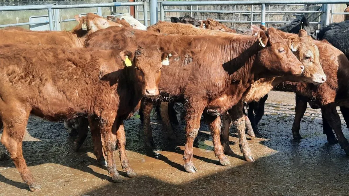 14 Suckler Bred Heifers - Image 1
