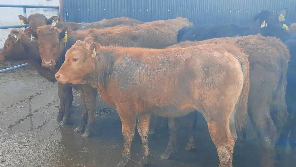 14 Suckler Bred Heifers - Image 3