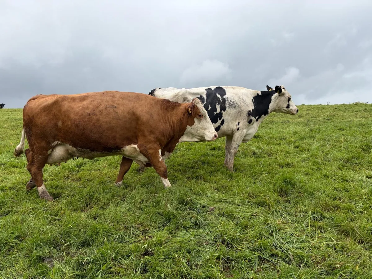 Athenry Dairy Sale(special Entry of 45 young Cows) - Image 2