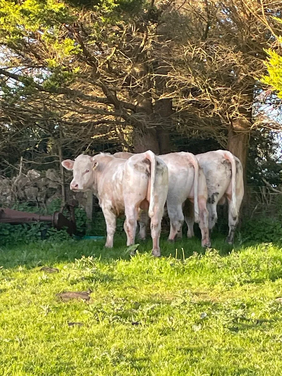 Charolais bulls - Image 1