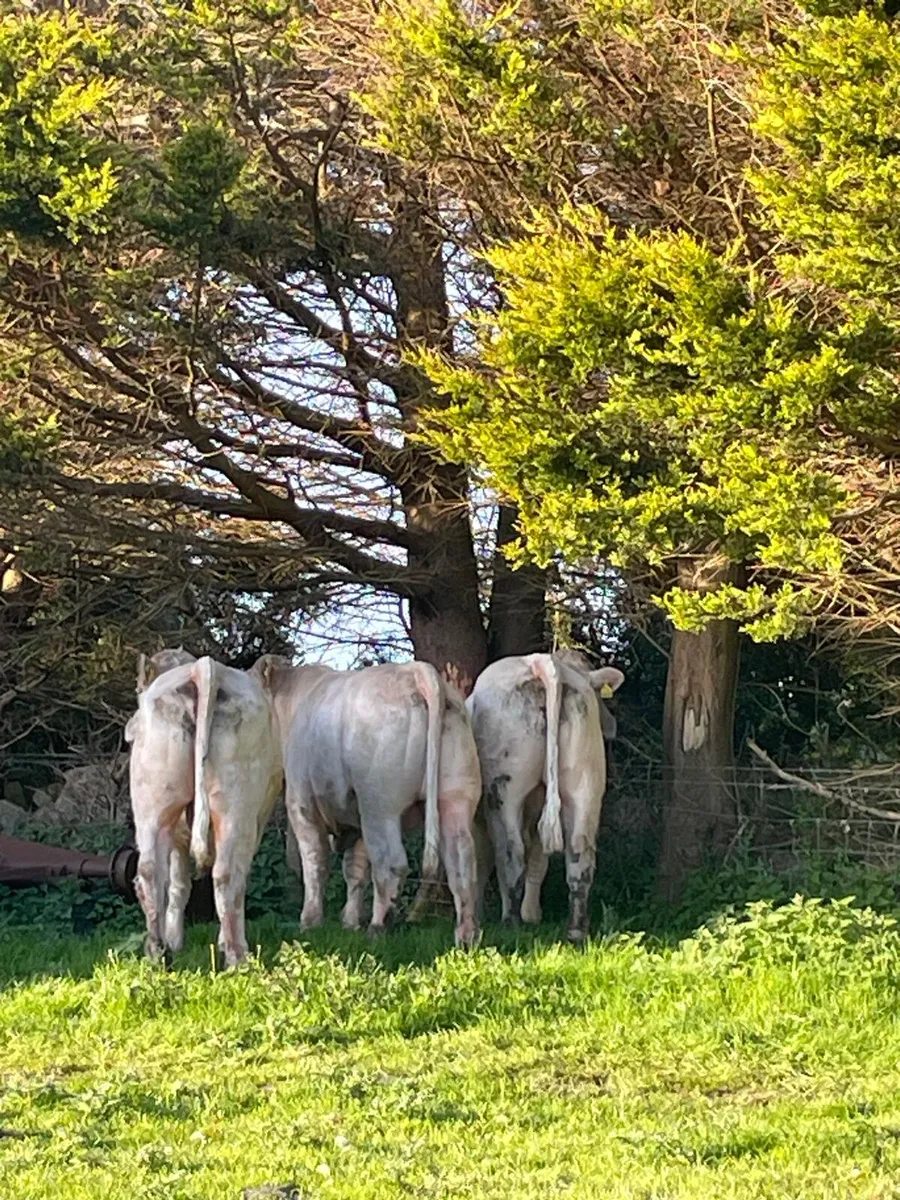 Charolais bulls - Image 2