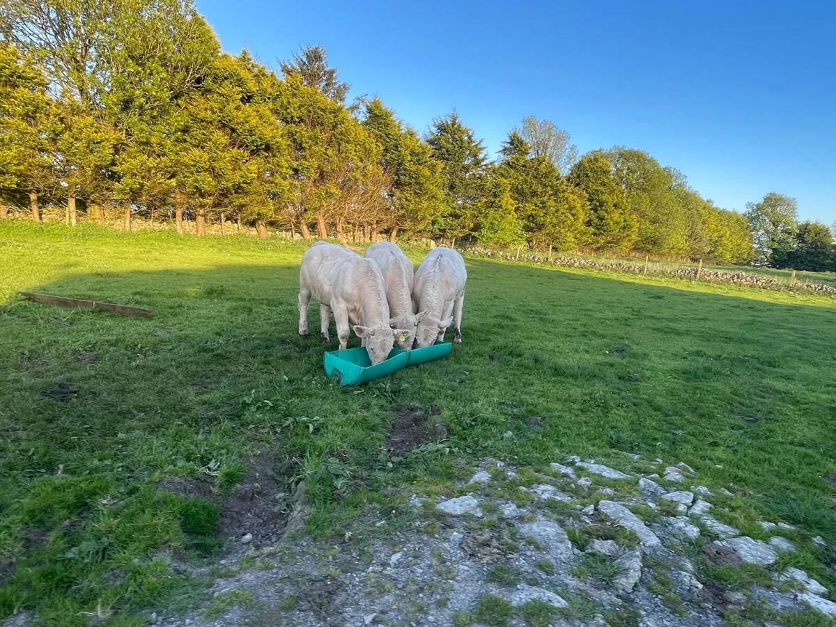 Charolais bulls - Image 3