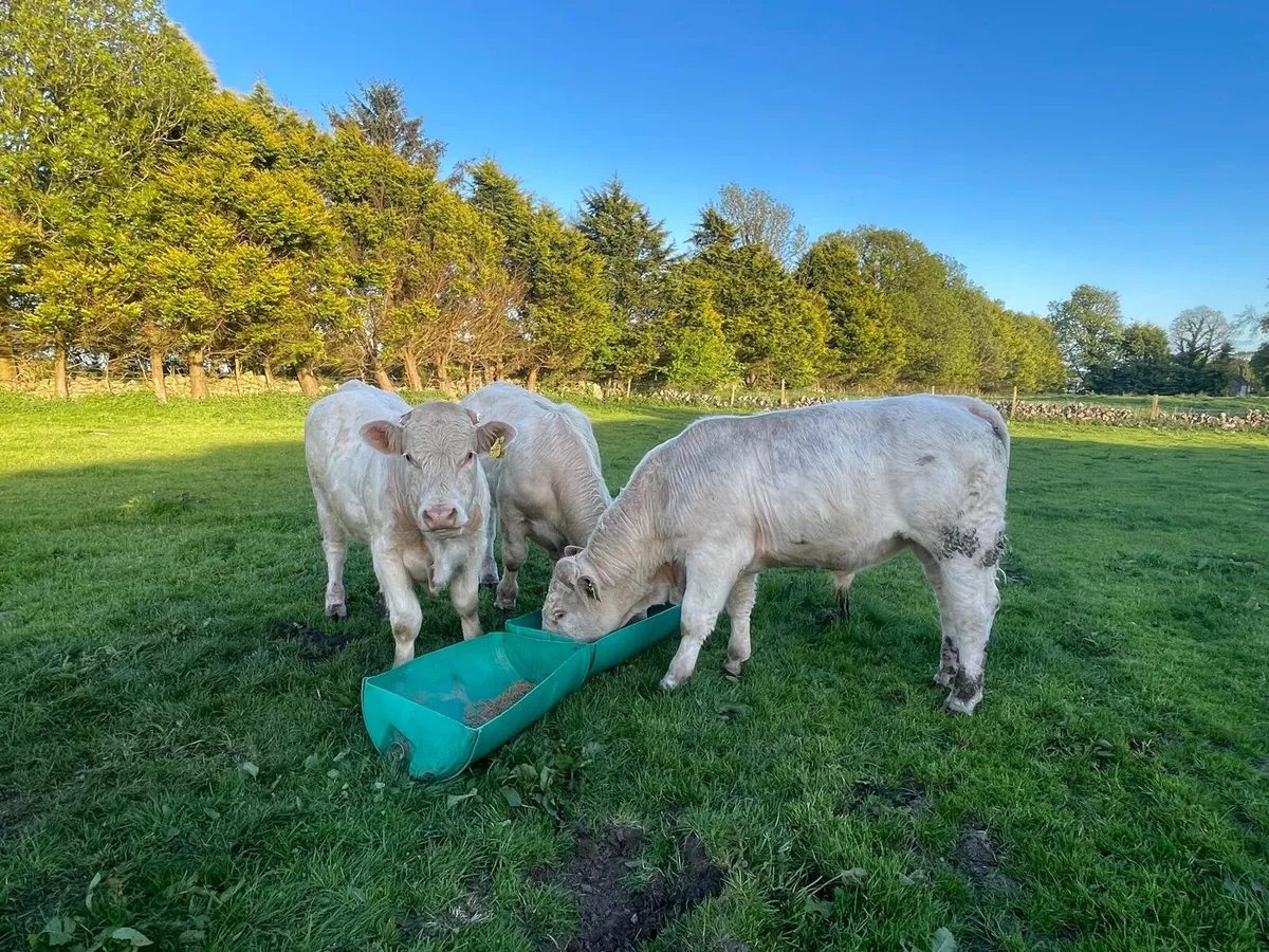 Charolais bulls - Image 4