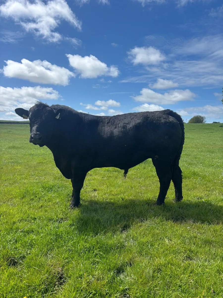 Angus Bull - Image 1