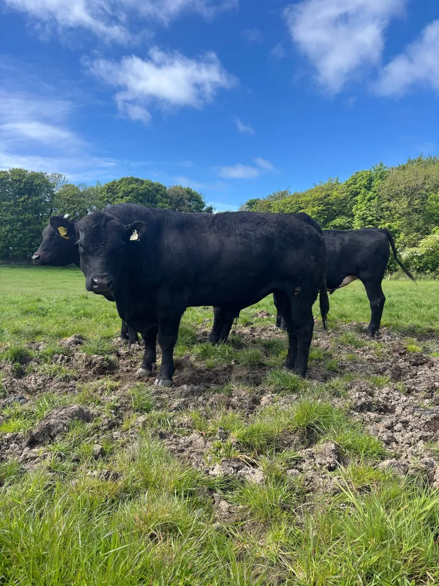 Angus Bull - Image 2