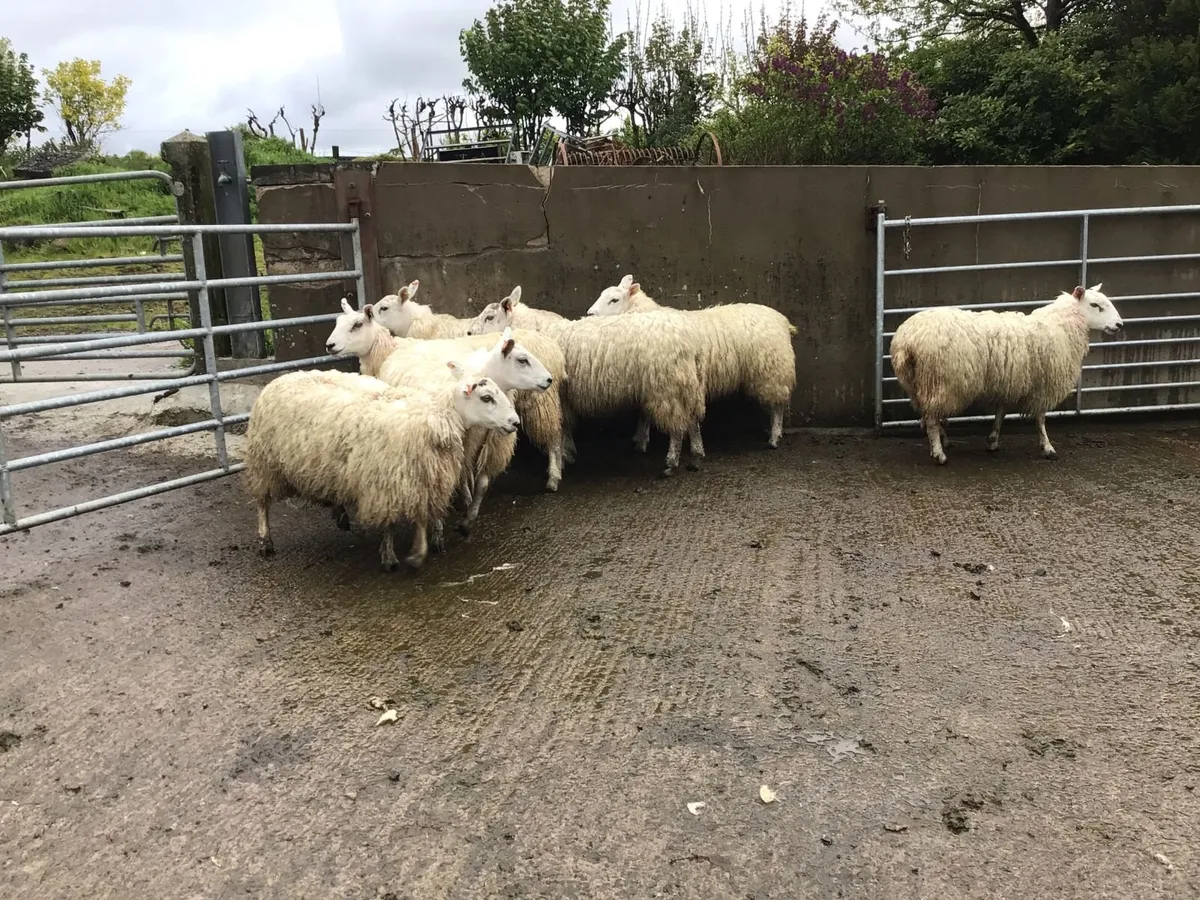 sheep - Image 2