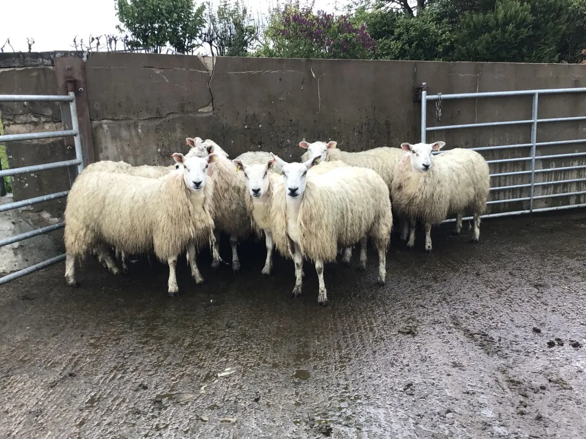sheep - Image 4