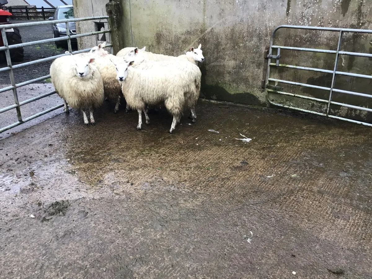 sheep - Image 3