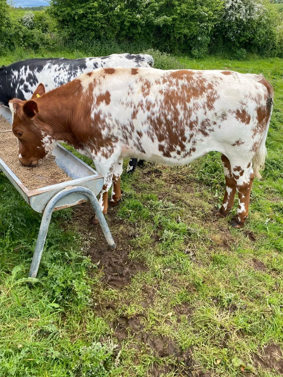 Belgian blue bullocks - Image 1