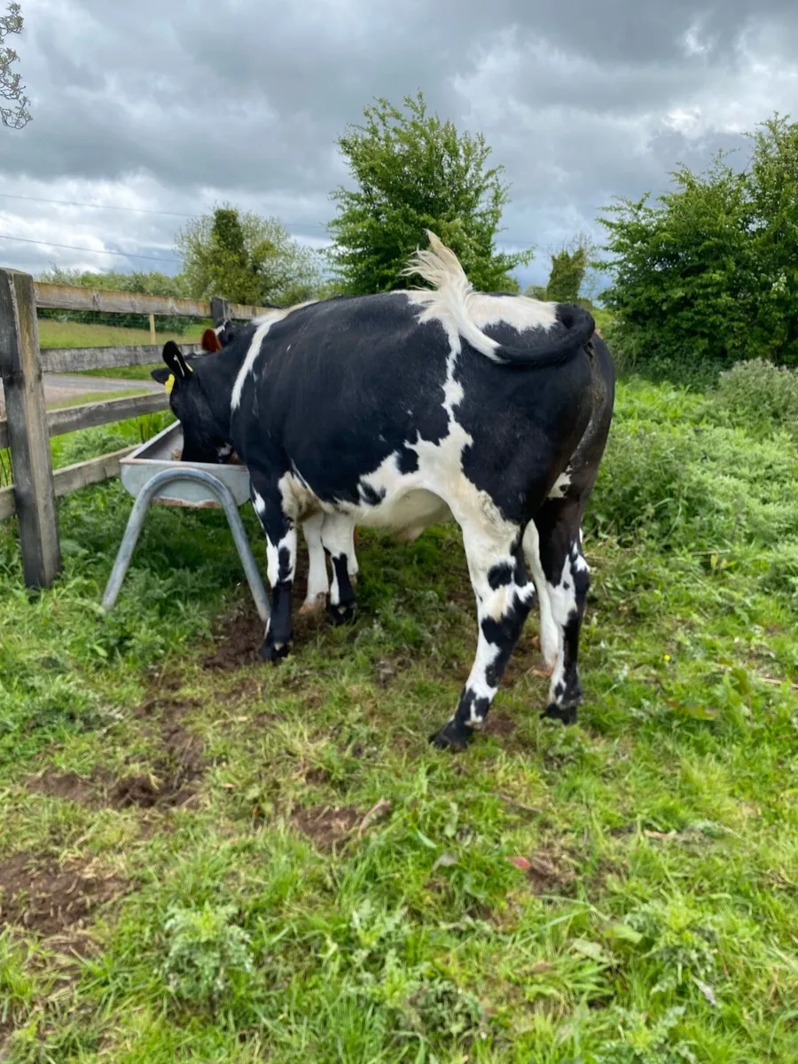 Belgian blue bullocks - Image 2