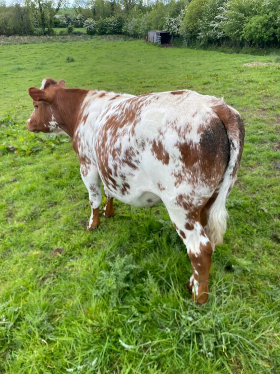 Belgian blue bullocks - Image 3