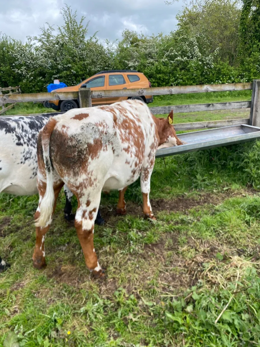 Belgian blue bullocks - Image 4