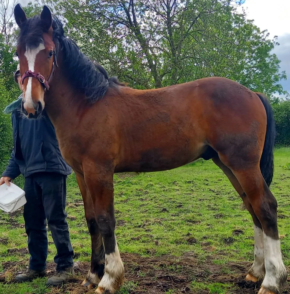 Ish yearling gelding - Image 1