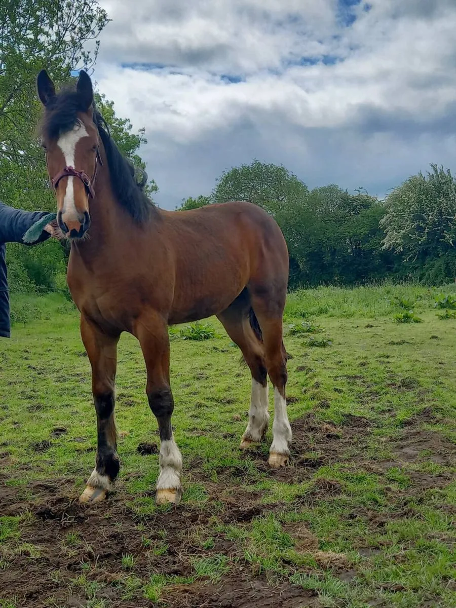 Ish yearling gelding - Image 3