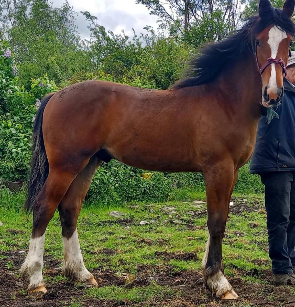 Ish yearling gelding - Image 2