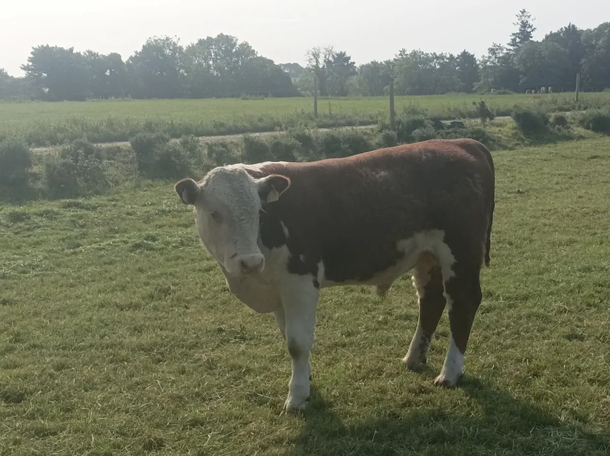 Hereford bull - Image 2