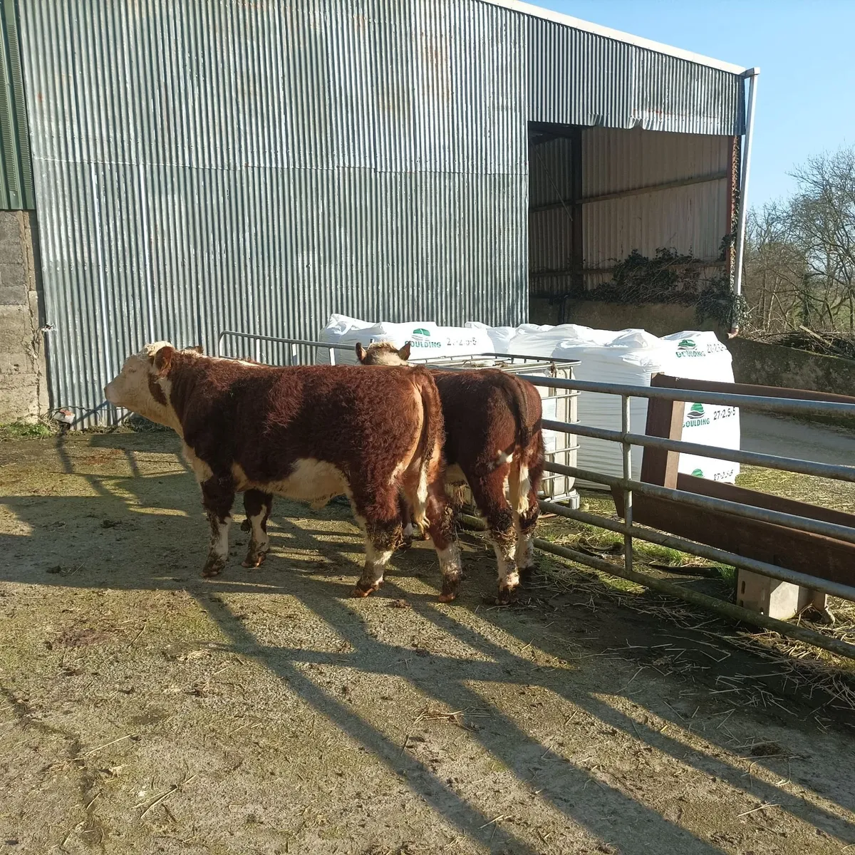 Hereford bull - Image 1