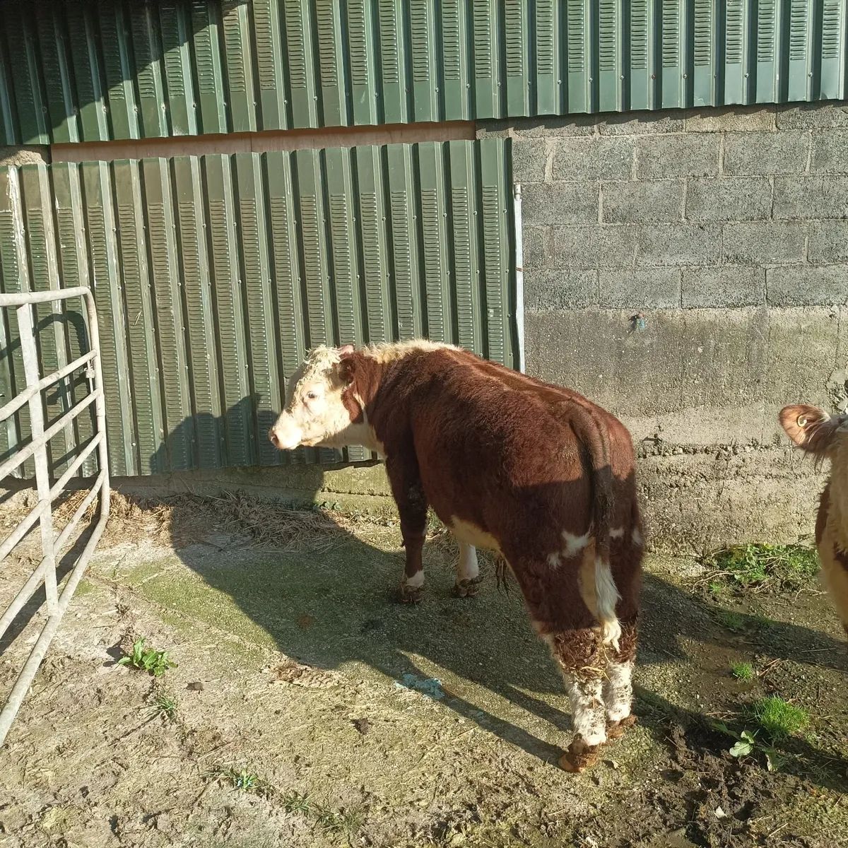 Hereford bull - Image 3