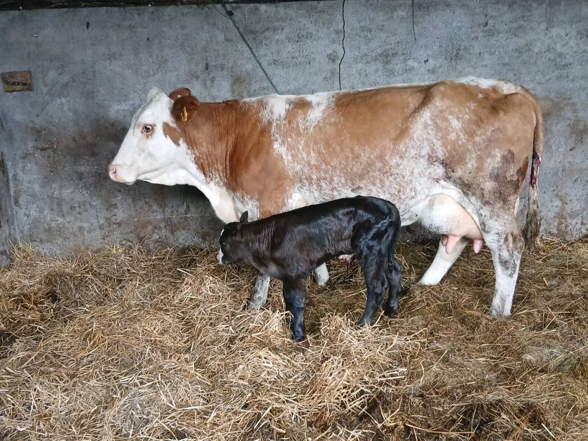 SUPER SM COLOUR 3TH CALVED WITH A AA BULL - Image 1