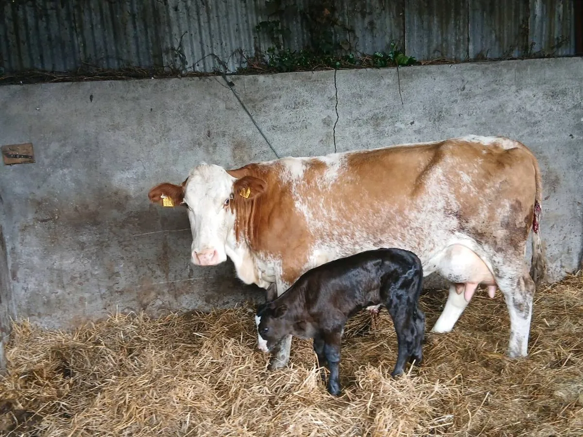 SUPER SM COLOUR 3TH CALVED WITH A AA BULL - Image 2