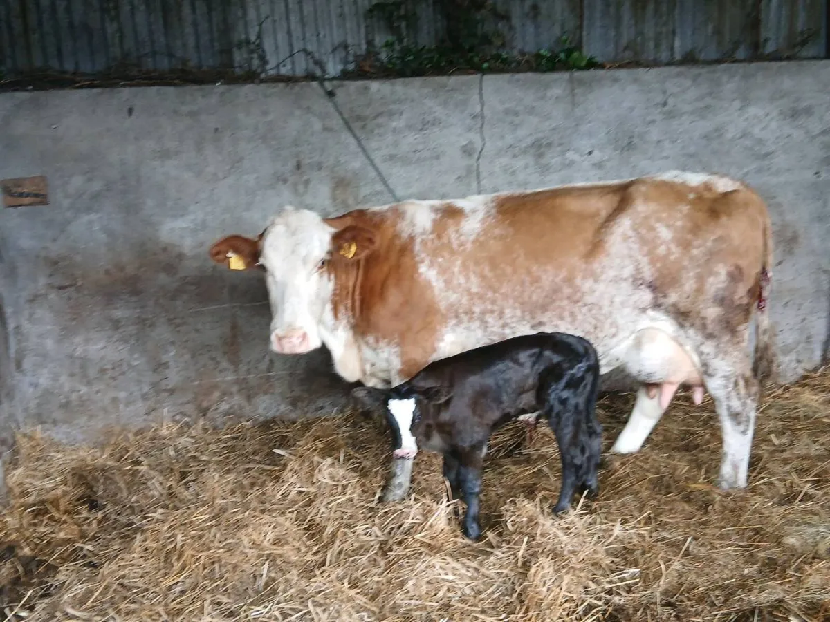 SUPER SM COLOUR 3TH CALVED WITH A AA BULL - Image 3