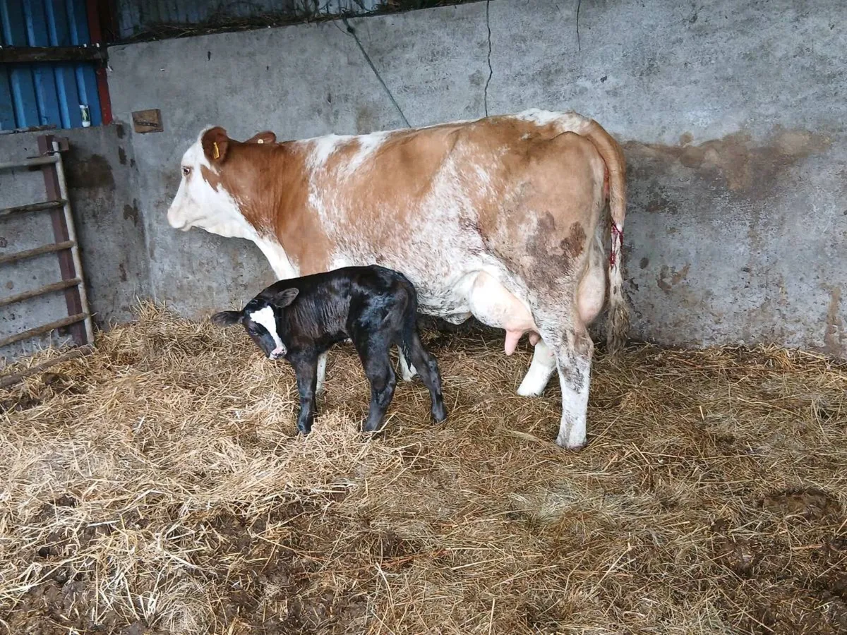 SUPER SM COLOUR 3TH CALVED WITH A AA BULL - Image 4