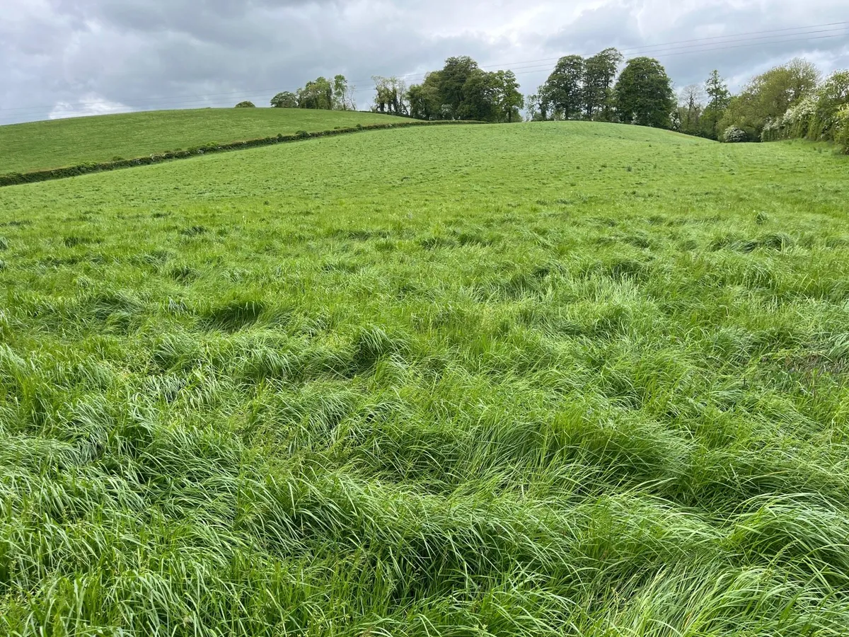 Silage meadows